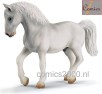 Lippizaner Hengst