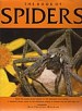 Spiders